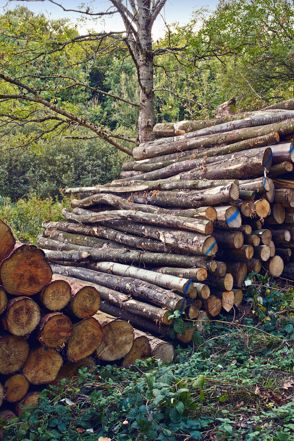 Buy stock photo A large pile of wood