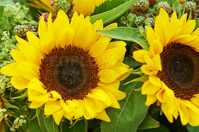 Buy stock photo Closeup of a yellow sunflower bouquet. Two large bright sunflowers in a farm style floral arrangement with green leaves and petals. Rustic rural flowers, wild berries and blossoms. Spring in bloom