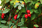 Red currants