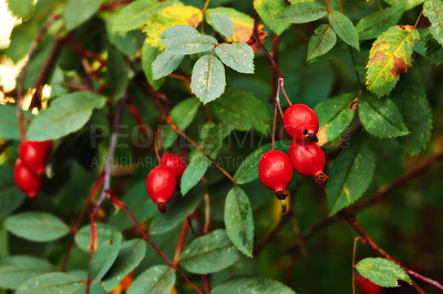 Buy stock photo Closeup of red ripe berries growing in a forest on a tree during a summer day in the wild. Zoom in on budding Amur Roses growing in a garden with vibrant green leaves and copy space