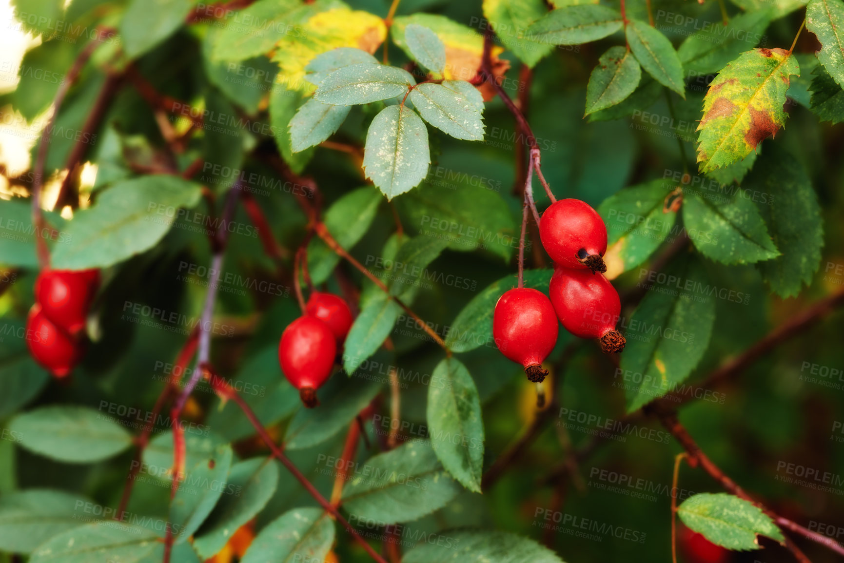 Buy stock photo Closeup of red ripe berries growing in a forest on a tree during a summer day in the wild. Zoom in on budding Amur Roses growing in a garden with vibrant green leaves and copy space