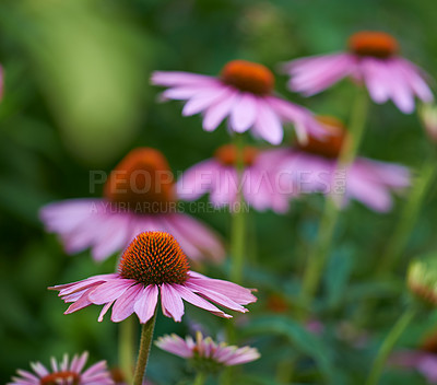 Buy stock photo Beautiful flowers blooming in a garden