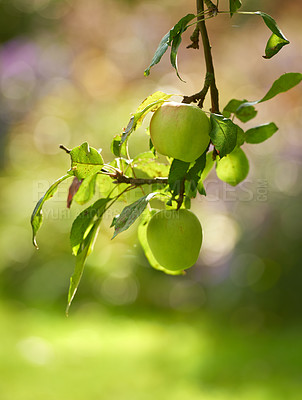 Buy stock photo Green apples hanging from a branch