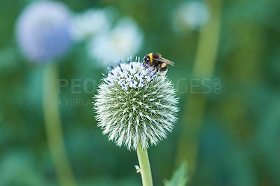 Buy stock photo Thistle, flower and bee in meadow at countryside, field and landscape by plants in background. Botanical garden, pasture and echinops by petals with pollen in bloom in backyard, bush or nature