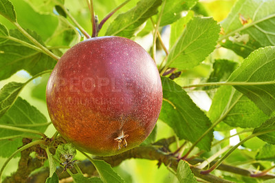 Buy stock photo Healthy, tree and natural apple from countryside, outdoor and fruit for nutrition, eating and harvest. Summer, nature and green in rural environment for farming or garden, orchard and fiber for food