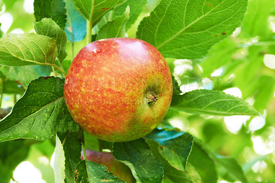 Buy stock photo Apple, leaves on orchard and outdoor, nature and agriculture for sustainability with food and nutrition for health. Growth, environment and fruit tree, harvest and crops for wellness in countryside