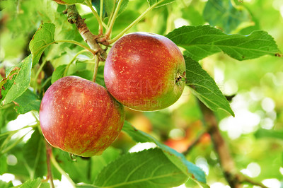 Buy stock photo Apple, tree and fruit closeup with leaves outdoor in farm, garden or orchard in agriculture or nature. Organic, food and farming in summer with sustainability, growth and healthy environment