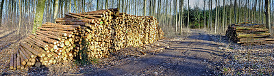 Buy stock photo Environment, wood and deforestation with logging pile on ground outdoor for industry, manufacturing or production. Nature, trees and dirt road in forest or woods for lumber supply and profession