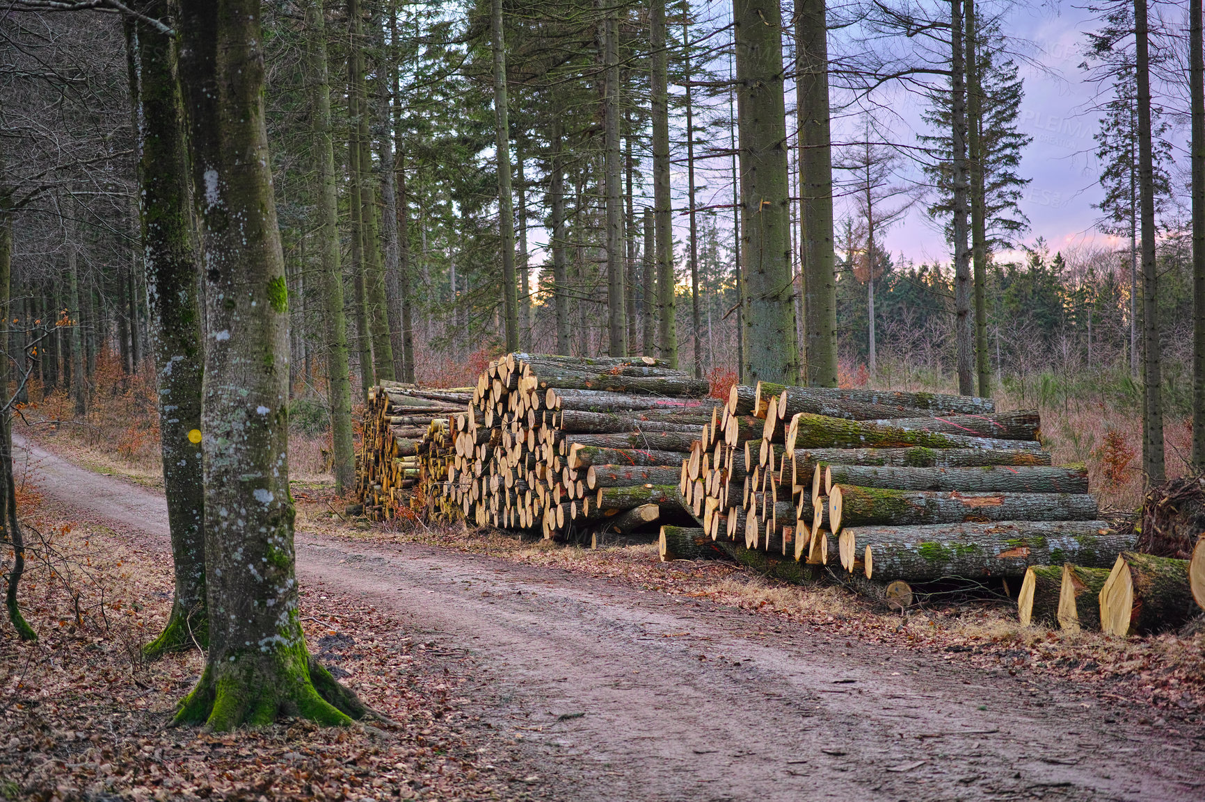 Buy stock photo A large pile of wood