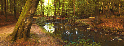 Buy stock photo Forest, landscape and river in creek with trees, woods and natural environment in autumn with leaves or plants. Swamp, water and stream with growth, sustainability or ecology with sunlight in Denmark