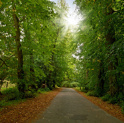 Buy stock photo Road, landscape and woods with trees in countryside for travel, adventure and leaves with tarmac in nature. Street, forest and location in Amsterdam with direction, roadway or environment for tourism