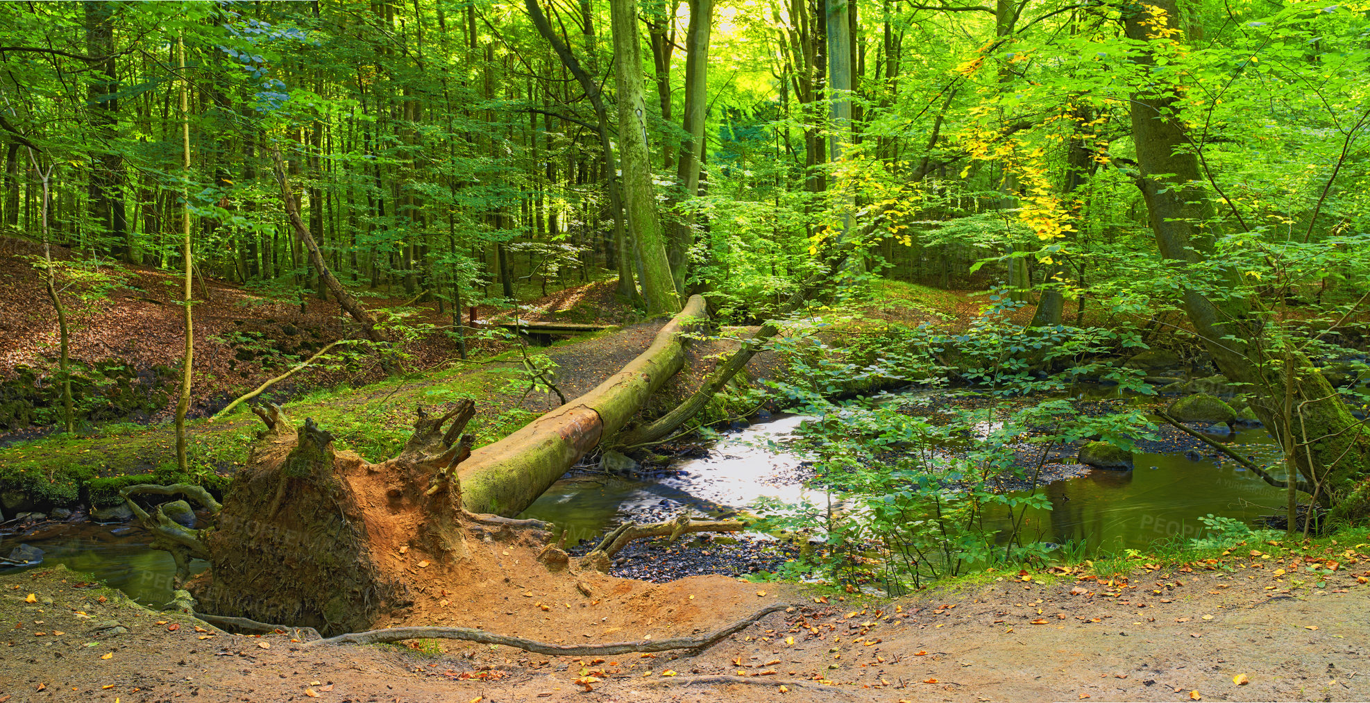 Buy stock photo Landscape, woods and river in creek with trees, bush and environment in sunshine with green plants. Forest, water and stream with growth, sustainability and ecology for swamp, summer and countryside