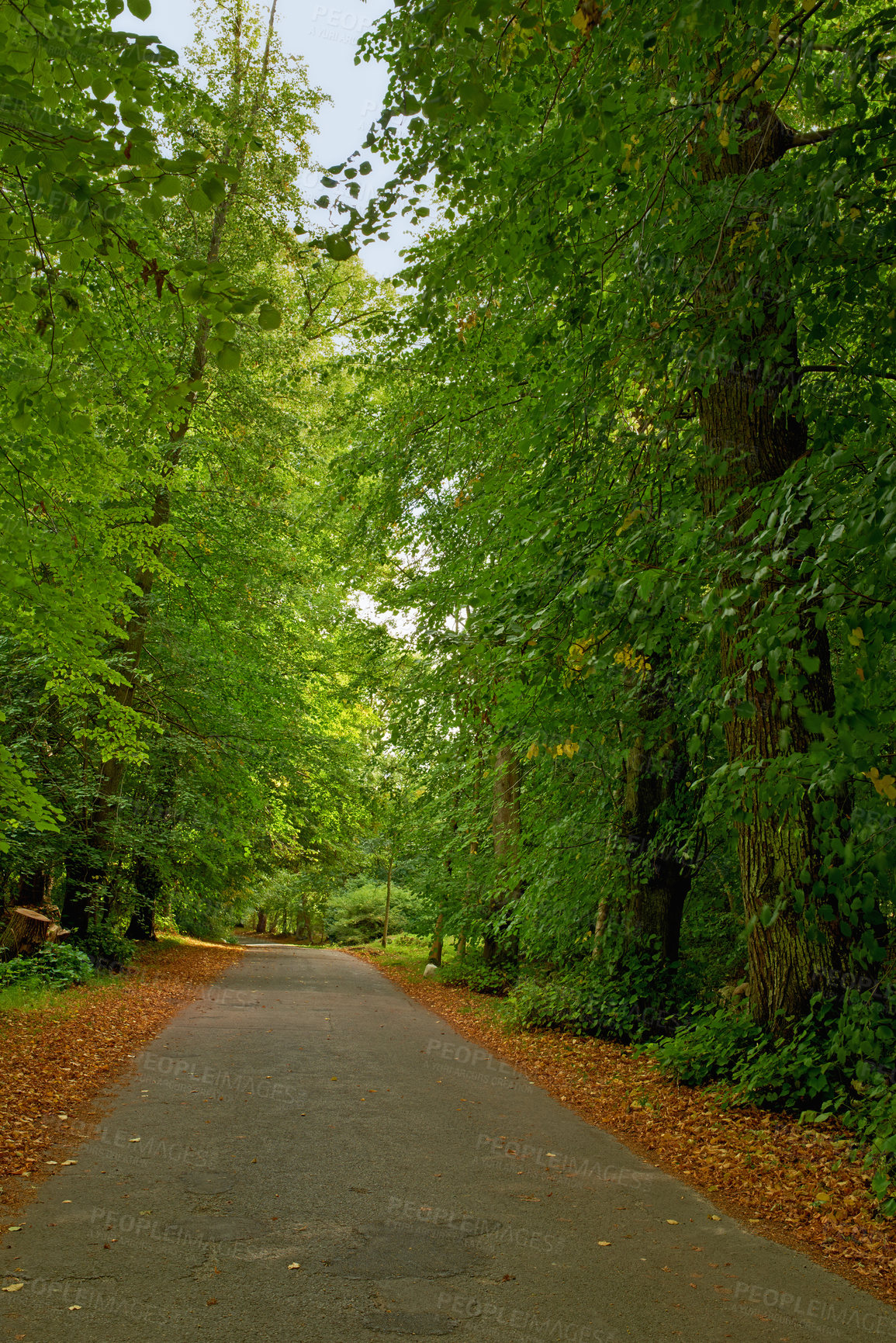 Buy stock photo Road, landscape and forest with trees in countryside for travel, adventure and leaves with tarmac in nature. Street, trail and location in Amsterdam with direction, roadway or environment for tourism