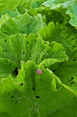 Buy stock photo Vegetable, lettuce and nature environment with snail or small business production, agriculture or countryside. Healthy food, growth and vegetation for land insect on plant, ecology or sustainable