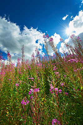 Buy stock photo Growth, field and meadow with flowers, agro farming and plants for sustainable environment in nature. Background, willow herb and low angle of countryside crops, sky and natural pasture for ecology