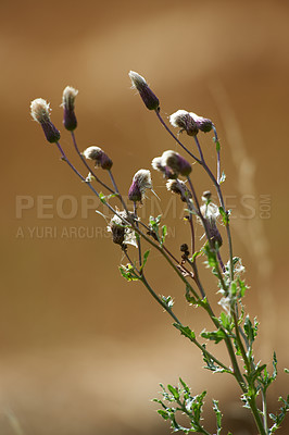 Buy stock photo A wildflower growing in a field - closeup