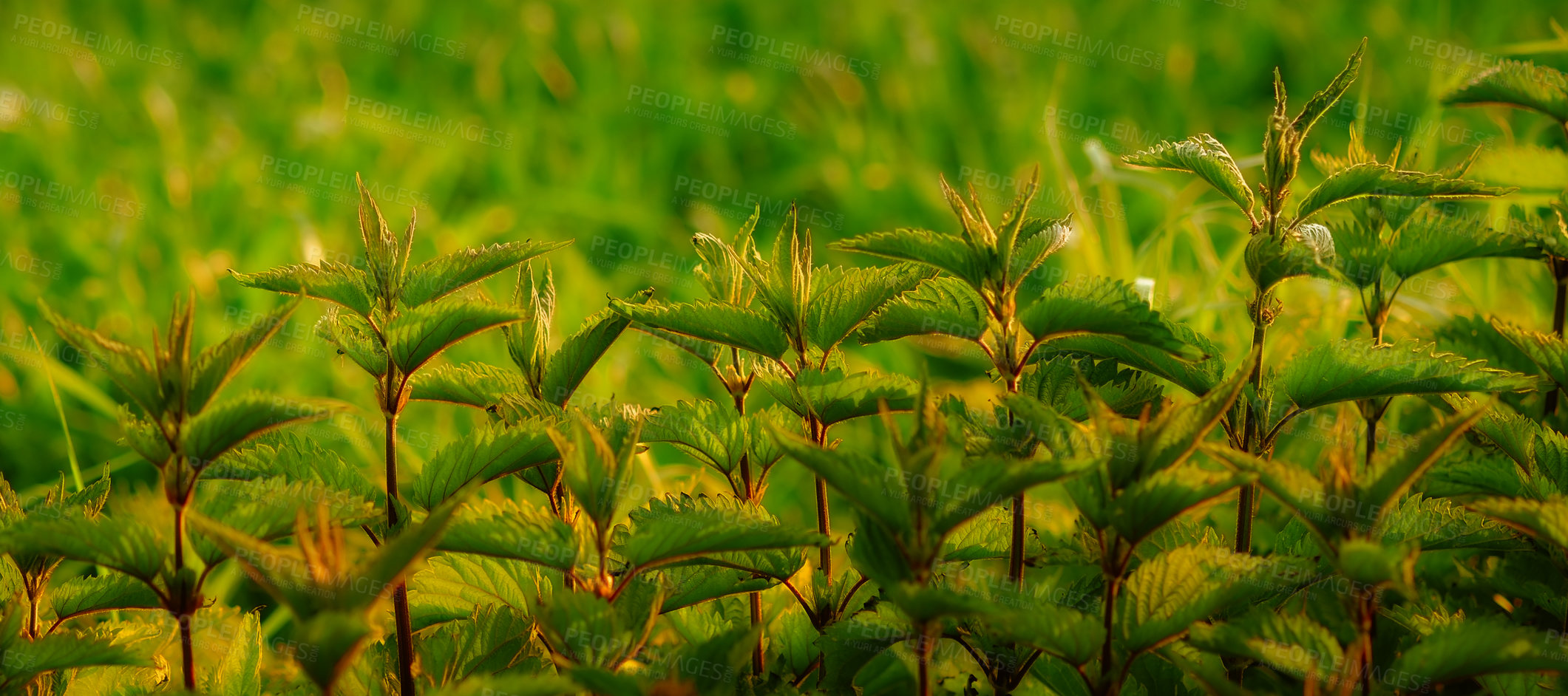 Buy stock photo Greenery, closeup and nature environment in forest ecosystem with garden park or vegetation, growth or field. Plants, woods and foliage or wild outdoors in tropical paradise, exploring or sunshine