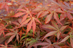 Japapnes Maple leaves in autumn