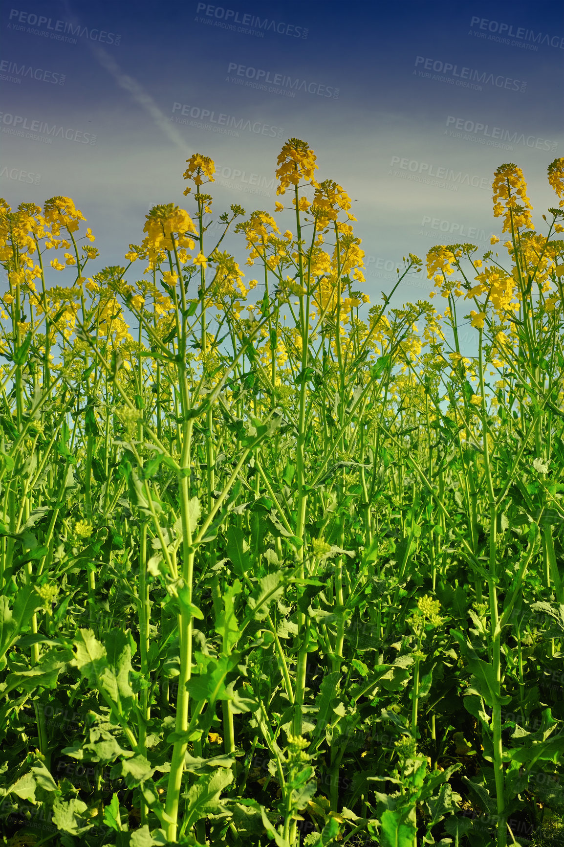 Buy stock photo Nature, sunset and flowers in calm field with natural landscape, morning blossom and floral zen. Growth, agriculture and rapeseed in green garden, countryside or sustainable environment for farming