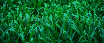 Buy stock photo Closeup of green grass - cropped