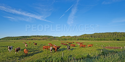Buy stock photo Cattle grazing in a green pasture