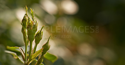 Buy stock photo Rose buds on a vine about to open, closeup of rose shoot growing from a wild rose bush in a garden. Seasonal flowers symbolising romance, love, beauty and courage, will later be used for fragrance