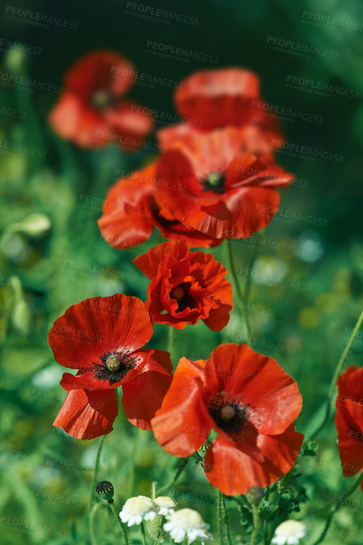 Buy stock photo Flowers, poppy and bloom with petals in garden, backyard and nature in environment, countryside or summer. Plants, terrace or grassland by vegetation on landscape, bush and nursery for gardening