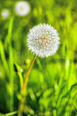 Buy stock photo Dandelion, flower and plant in meadow at countryside, field and landscape with grass in background. Botanical garden, pasture and echinops with petals in bloom in backyard, bush or nature in Spain