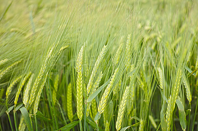 Buy stock photo Green wheat blowing in the wind - closeup
