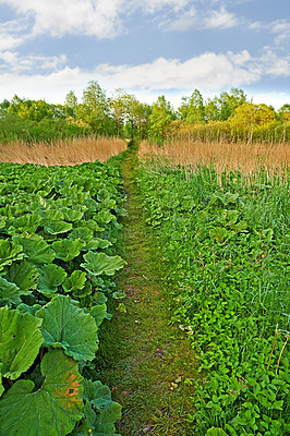 Buy stock photo Farm, field and walkway with plant in nature, agriculture on earth day for spring sustainable and natural development with green herb. Environment and ecology or healthy vegetables for calm blue sky