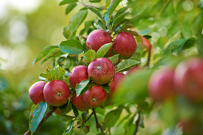 Buy stock photo Red apples, orchard and trees with nature, environment and sustainability with ecology and agriculture. Fruit, leaf and sunshine with growth and countryside with farmland and nutrition with plants