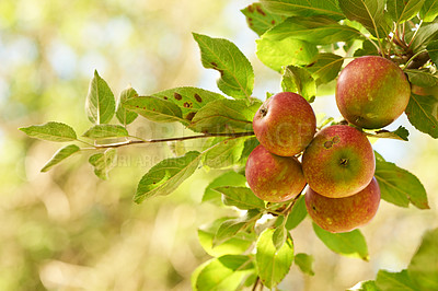 Buy stock photo Ripe red apples hanging on a tree in an orchard - closeup