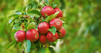 Buy stock photo Apple, tree and leaves on orchard outdoor, nature and agriculture for sustainability, food and nutrition for health. Growth, environment and fruit farm, harvest and crops for wellness in countryside