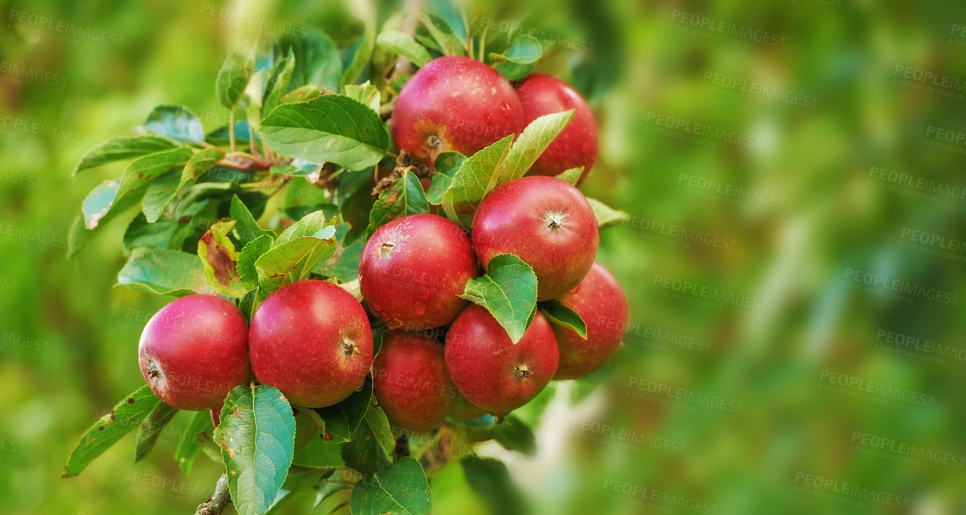 Buy stock photo Apple, tree and leaves on orchard outdoor, nature and agriculture for sustainability, food and nutrition for health. Growth, environment and fruit farm, harvest and crops for wellness in countryside