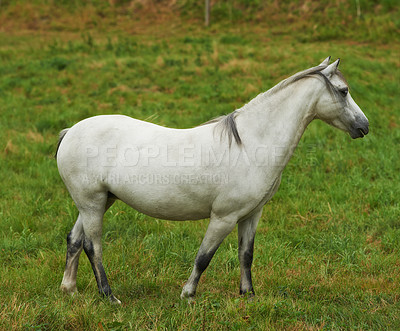 Buy stock photo A white horse grazing in a green pasture. Domestic farm animal or a pony standing on an agricultural field with fresh grass. One stallion or mare with a mane roaming freely outside in the meadow