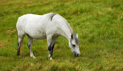 Buy stock photo A beautiful white horse grazing on a lush green pasture outside on a farm or ranch. One animal standing on farmland on a sunny day. A tranquil horse eating fresh green grass on a spring landscape 