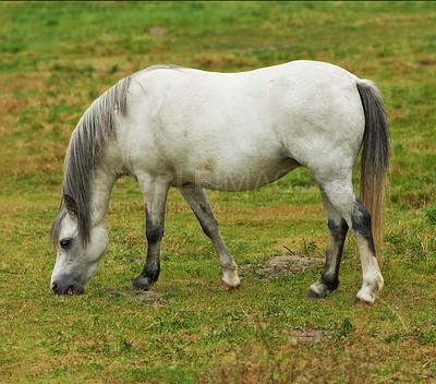 Buy stock photo A beautiful white horse eating grass while roaming on a lush field in the countryside. Animal standing on green farm landscape on a sunny day. Horse with a long grey mane grazing on a spring meadow.
