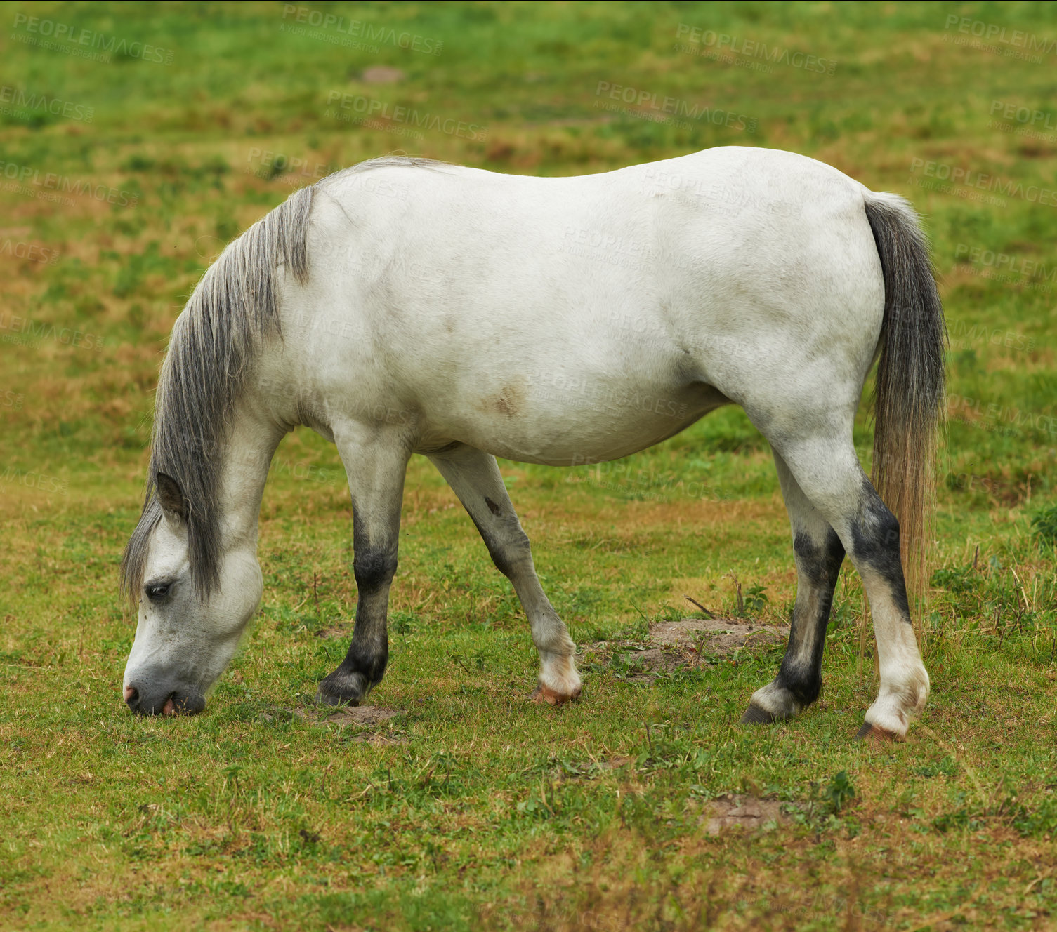 Buy stock photo A beautiful white horse eating grass while roaming on a lush field in the countryside. Animal standing on green farm landscape on a sunny day. Horse with a long grey mane grazing on a spring meadow.