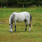 Equine beauty in the green pasture