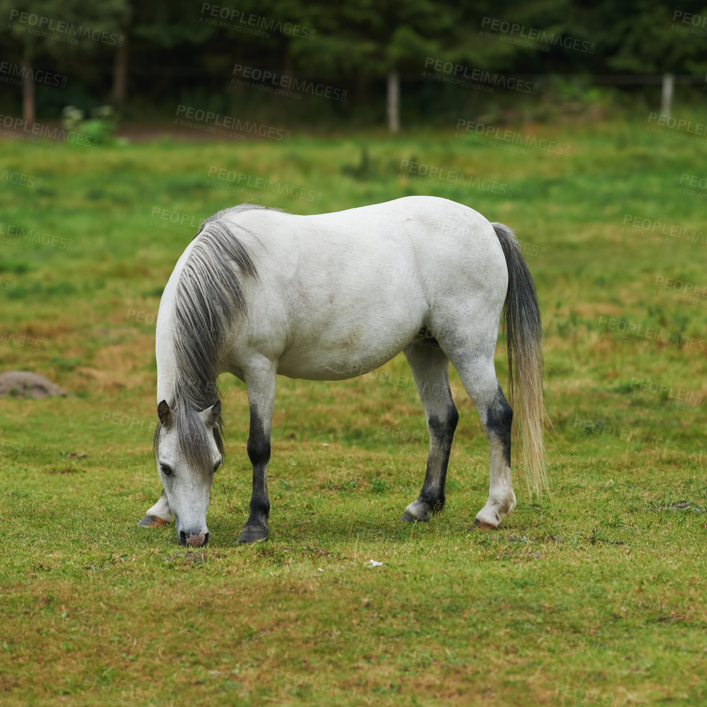 Buy stock photo One white horse standing alone on lush green landscape with copyspace. A wild pony grazing on rural farm land or a breezy pasture in early spring with copyspace. Foal relaxing, feeding on green field