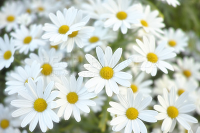 Buy stock photo Beautiful white daisies growing in the summer sunshine