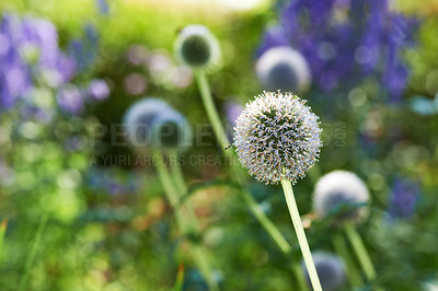 Buy stock photo Wildflowers, thistle and meadow at countryside, environment and landscape in rural Japan. Botanical garden, pasture and grassland with echinops in bloom in backyard, bush or nature for ecology