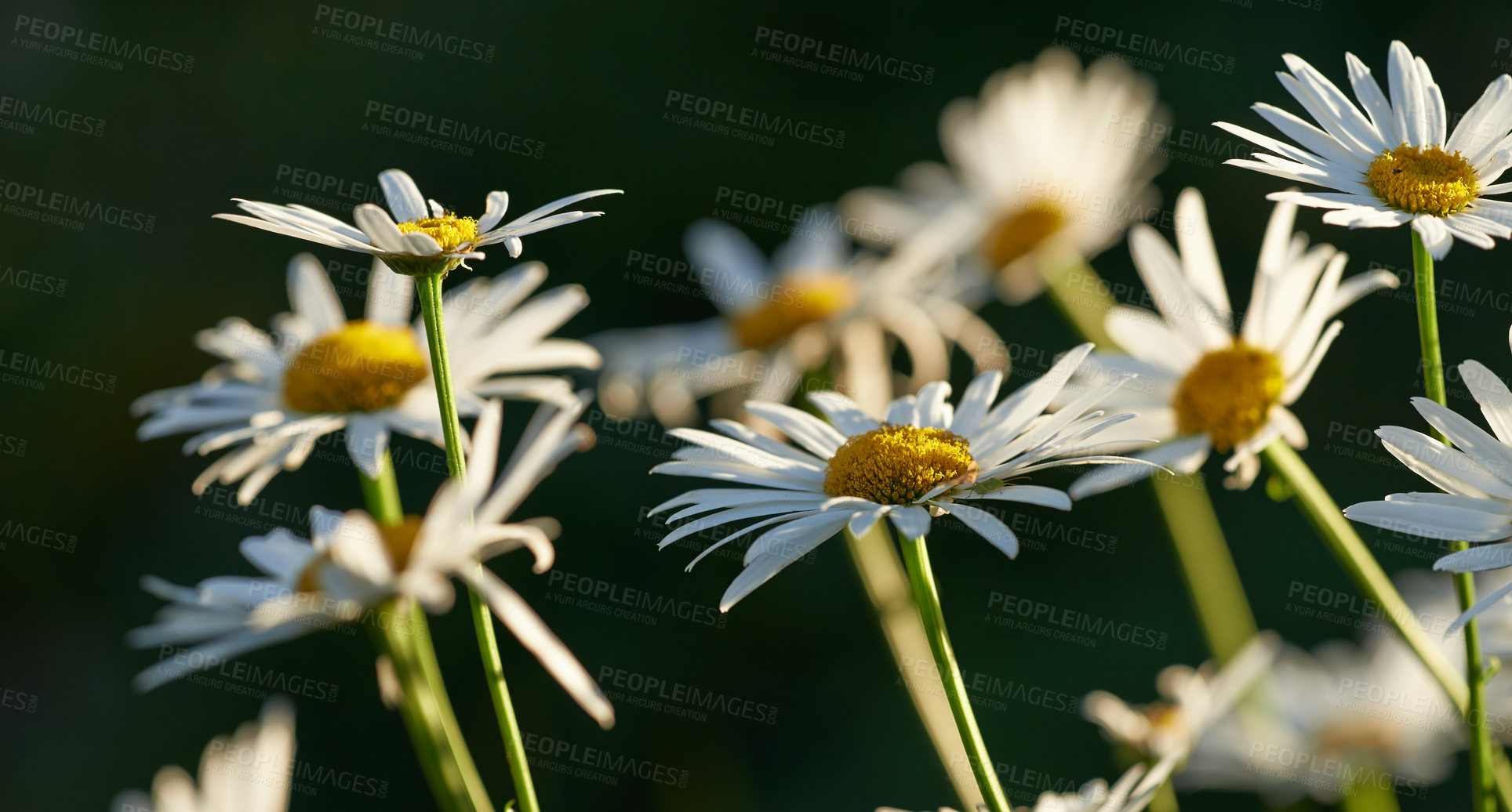 Buy stock photo Flower, daisy and petals in bloom at garden, nature and backyard for vegetation, growth and landscape. Summer, plants and pasture with blossom in field, nursery or meadow for ecosystem sustainability