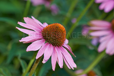 Buy stock photo Pink cone flowers, plant and closeup in nature, environment and blossom in green botanical ecosystem. Background, floral garden and daisy ecology for natural sustainability, spring and growth outdoor