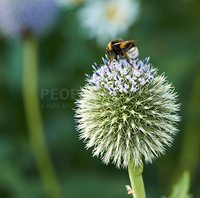 Buy stock photo Closeup of one bee feeding and collect pollen on wild thistle flower in a garden. Pollinating insect collecting honey from blossoming, flowering plant in a backyard. Bumblebee on copyspace background