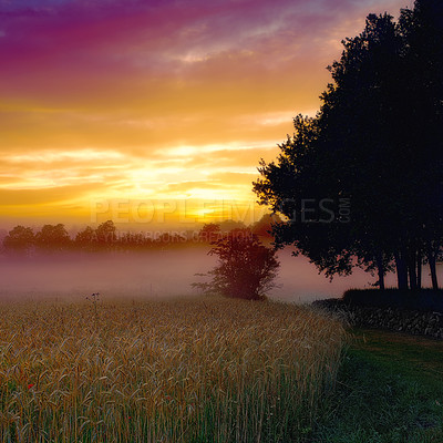 Buy stock photo Wheat field, sunset and forest or mist harvest in countryside in nature environment, grassland or meadow. Woods, sunshine and plants scenery in farmland or fog with small business, tourism or sky