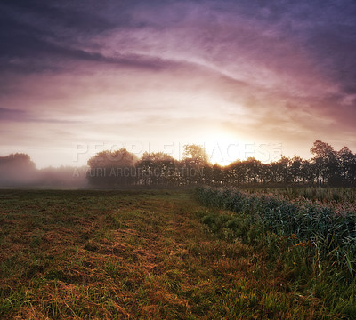 Buy stock photo Wheat field, grass and mist environment in nature or grain harvesting in grassland countryside, crop or sunset. Forest, trees and fog in meadow or England tourism or rural morning, outdoor or dawn