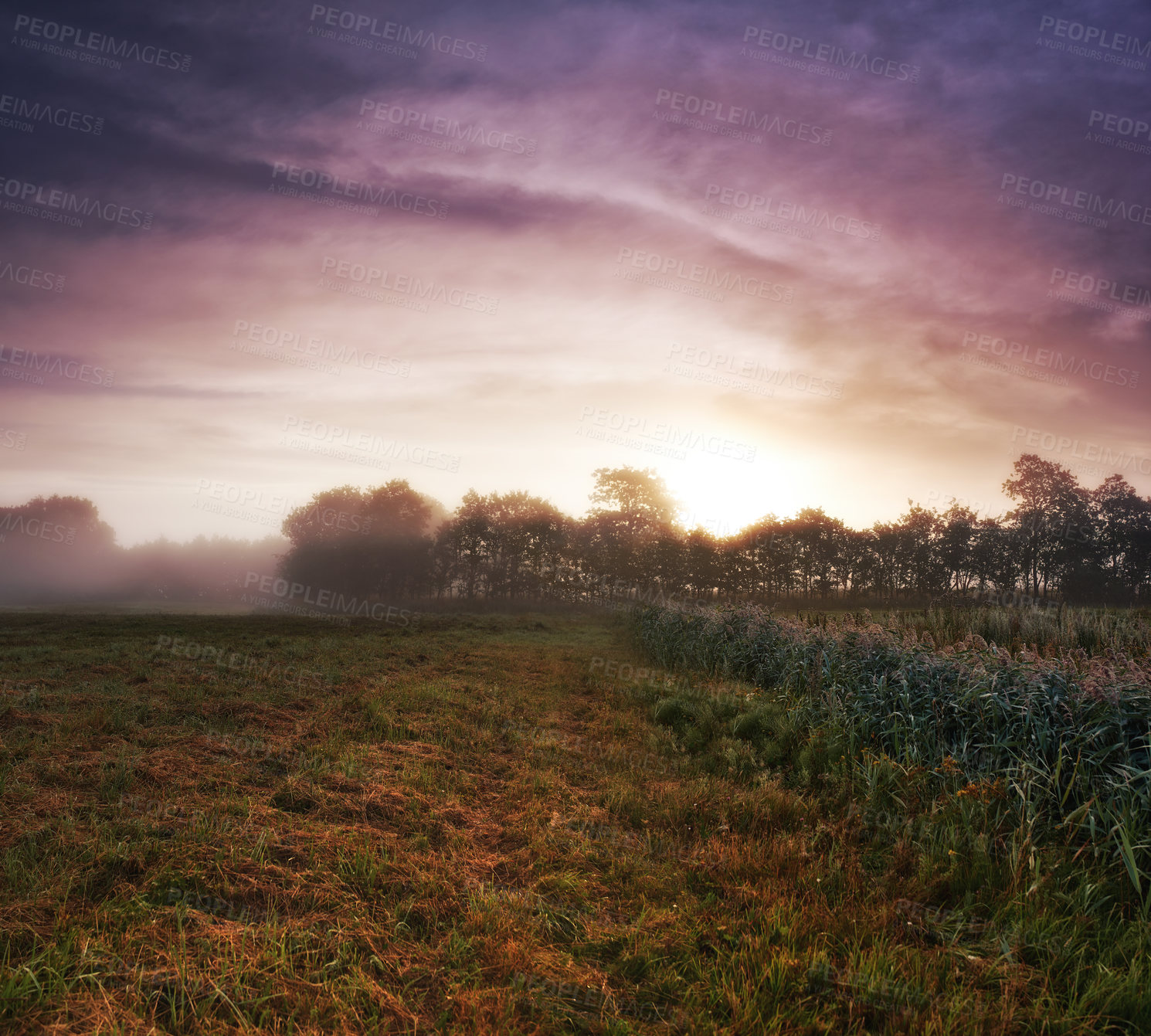 Buy stock photo Wheat field, grass and mist environment in nature or grain harvesting in grassland countryside, crop or sunset. Forest, trees and fog in meadow or England tourism or rural morning, outdoor or dawn