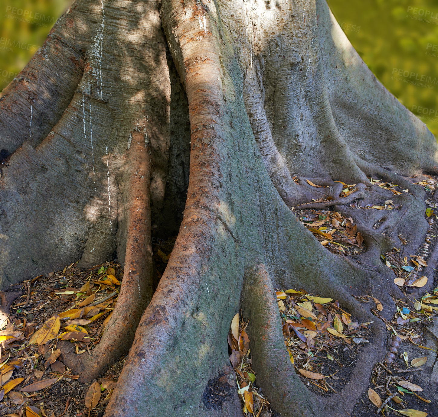 Buy stock photo Tree, autumn and leaves in outdoor, root and trunk for environment and nature conservation in landscape. Oak, ground and woods in forest, jungle or garden in fresh air and scenery in wilderness