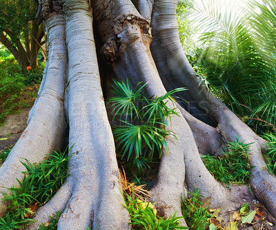 Buy stock photo Tropical, jungle and bark of tree in forest with plants and leaves on ground in nature, park or woods. Outdoor, environment or eucalyptus roots with biodiversity in summer rainforest or countryside